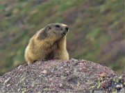 73 Marmotta in osservazione